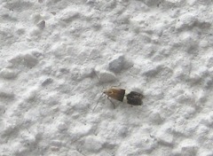 Aproaerema captivella