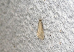 Cornifrons ulceratalis