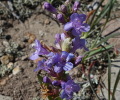 Penstemon cyathophorus