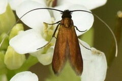 Cauchas rufimitrella