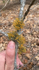 Teloschistes exilis