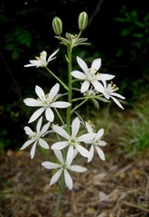 Ornithogalum narbonense