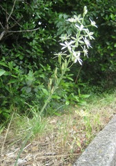Ornithogalum narbonense