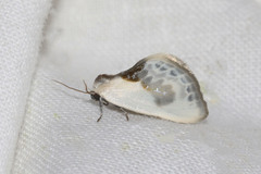 Cilix glaucata