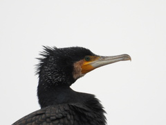 Phalacrocorax carbo sinensis