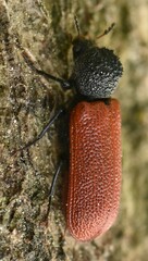 Bostrichus capucinus