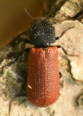 Bostrichus capucinus
