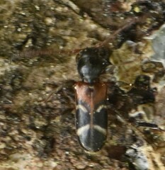 Phymatodes alni