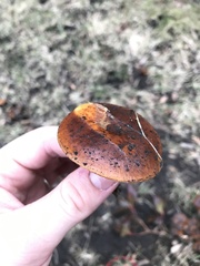 Flammulina velutipes