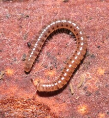 Blaniulidae