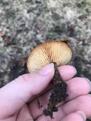 Flammulina velutipes