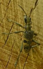 Rhagium mordax