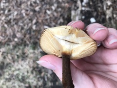 Flammulina velutipes