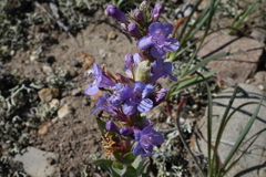 Penstemon cyathophorus