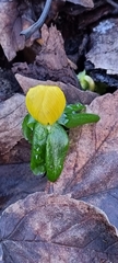 Eranthis hyemalis