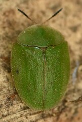 Cassida viridis