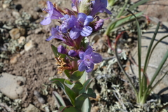 Penstemon cyathophorus
