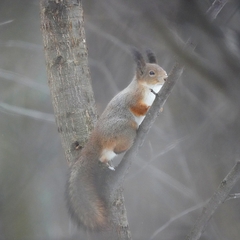 Sciurus vulgaris