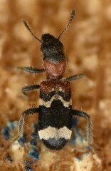 Thanasimus formicarius
