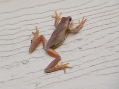Litoria ewingii