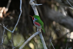 Todus multicolor