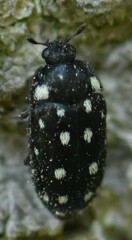 Paranovelsis punctatus