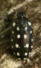 Paranovelsis punctatus