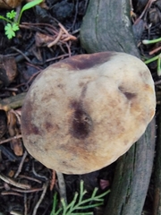 Xerocomellus dryophilus