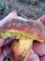 Xerocomellus dryophilus