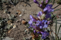 Penstemon cyathophorus