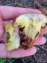 Xerocomellus dryophilus