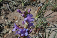 Penstemon cyathophorus