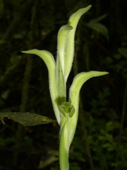 Sarcoglottis