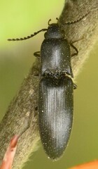 Ectinus aterrimus