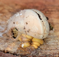 Cryptoporus volvatus