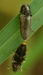Cardiophorinae