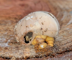 Cryptoporus volvatus