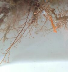 Eudendrium racemosum