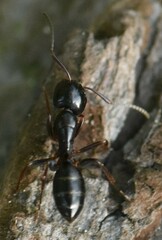 Camponotus fallax