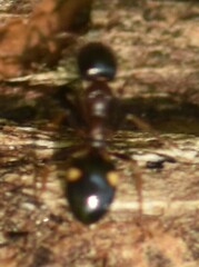 Dolichoderus quadripunctatus