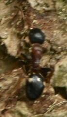Dolichoderus quadripunctatus