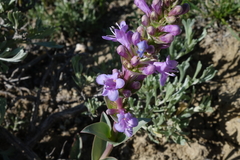 Penstemon cyathophorus