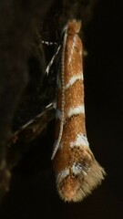 Cameraria ohridella