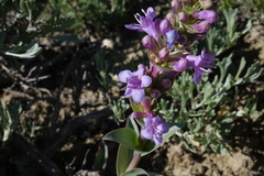 Penstemon cyathophorus