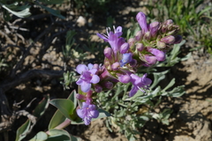 Penstemon cyathophorus