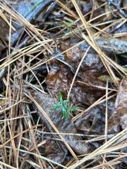 Galium uniflorum
