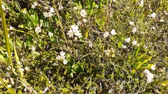 Veronica decora