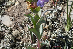 Penstemon cyathophorus