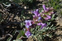 Penstemon cyathophorus