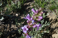 Penstemon cyathophorus
